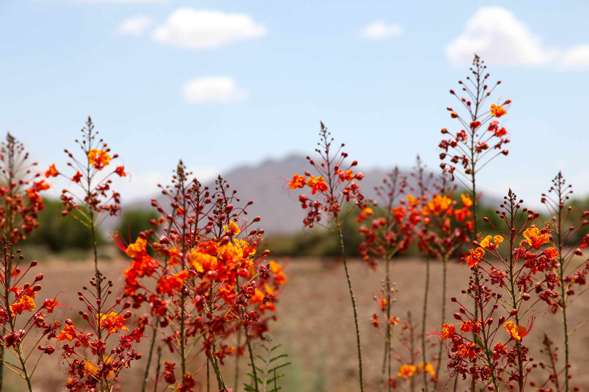 arizona mountain 